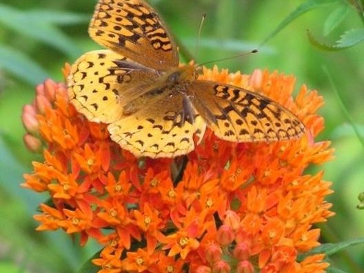 butterfly on an orange milkweed bloom