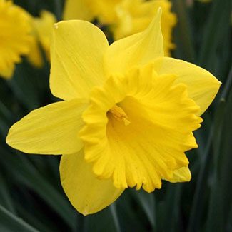 close up of a bright yellow daffodil bloom