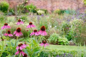 echinacea blooms in a garden