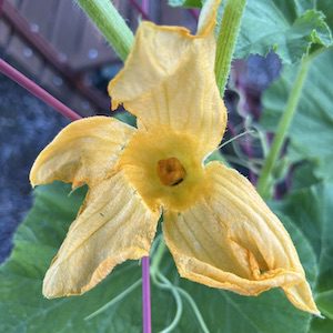 female pumpkin flower