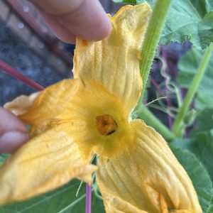 female pumpkin flower waiting for pollination