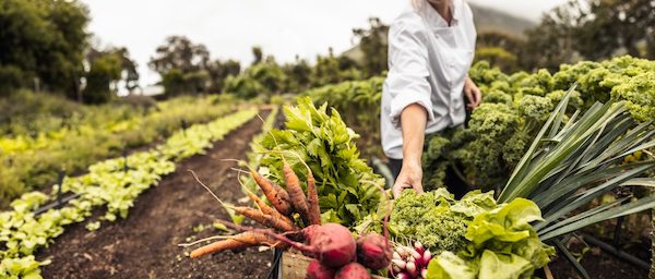 gardener putting vegetables in a basket in a garden with rows