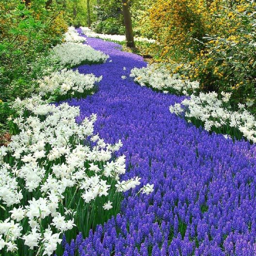 sea of purple grape hyacinths