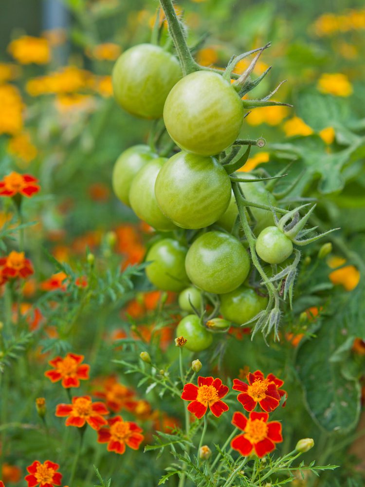 bunch of green tomatoes on a vine with marigolds in garden