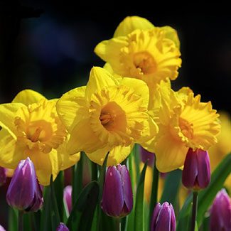 four yellow daffodil blooms with small purple tulips