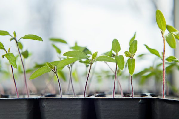 seedlings in tray