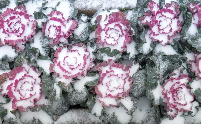 frost on leafy greens