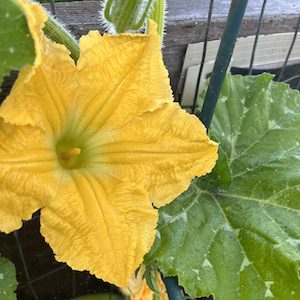 male pumpkin flower with pollen