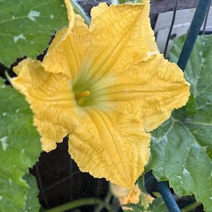 Male Pumpkin Flower