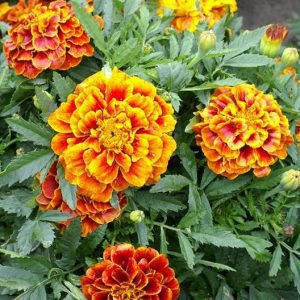 close up of marigold blooms