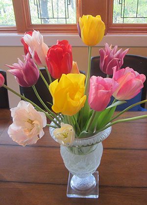 yellow, red, and white tulips in a vase