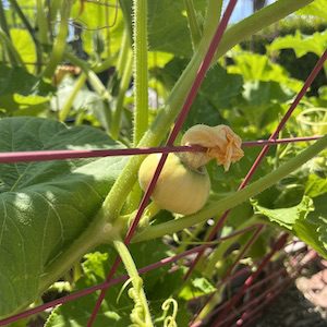 pollinated pumpkin flower