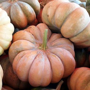 Harvested Fairytale Pumpkin