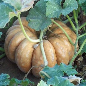 Fairytale Pumpkin growing on vine