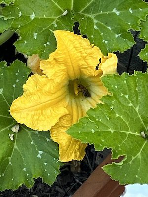 pumpkin flower