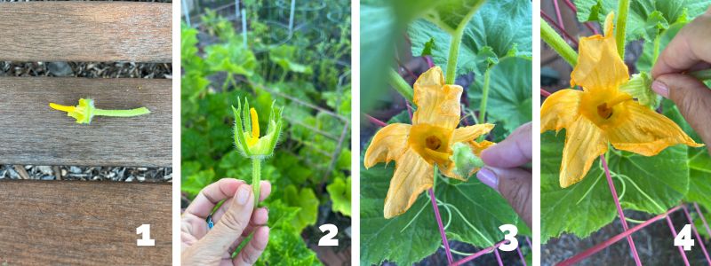 pumpkin pollination steps