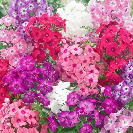 pink white and purple clusters of phlox blooms