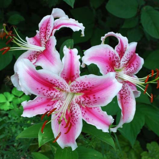 pink and white blooms of stargazer lily