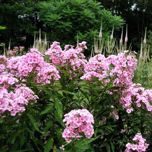 tall pink phlox blooms