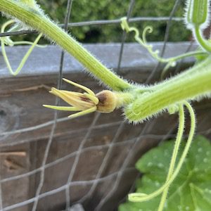 Unfertilized pumpkin ovary withering away