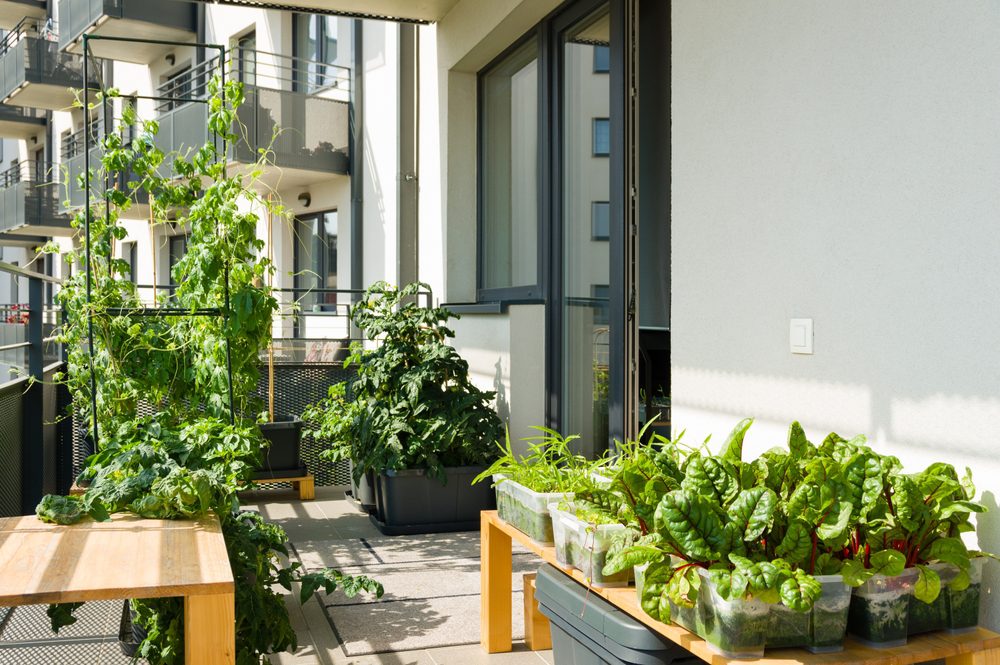 container garden on an urban porch