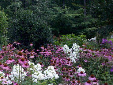 white phlox with echinacea blooms