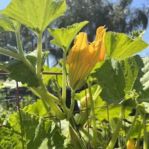 Young male flower on tall stem