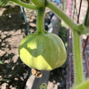 Young pumpkin growing strong