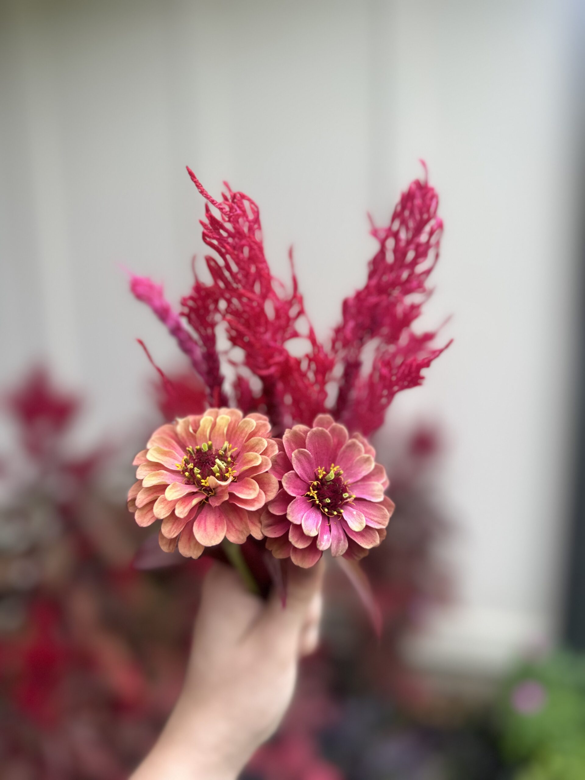 Fall time zinnias 🍂