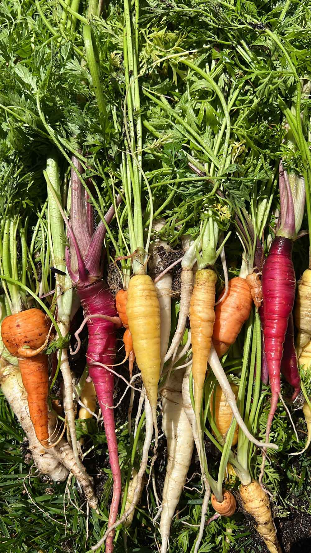 rainbow carrots