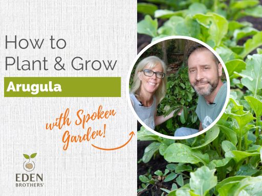 How to Plant and Grow Arugula Seeds