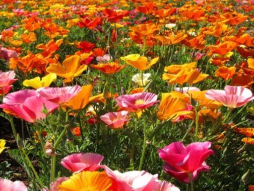 How to plant wildflowers