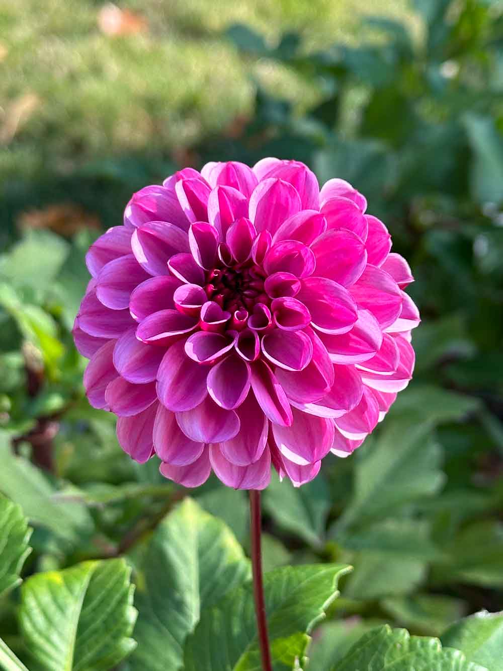 pink dahlia