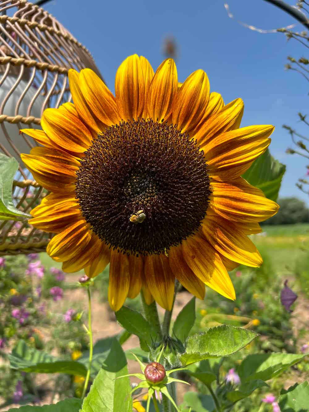 Bee on sunflower