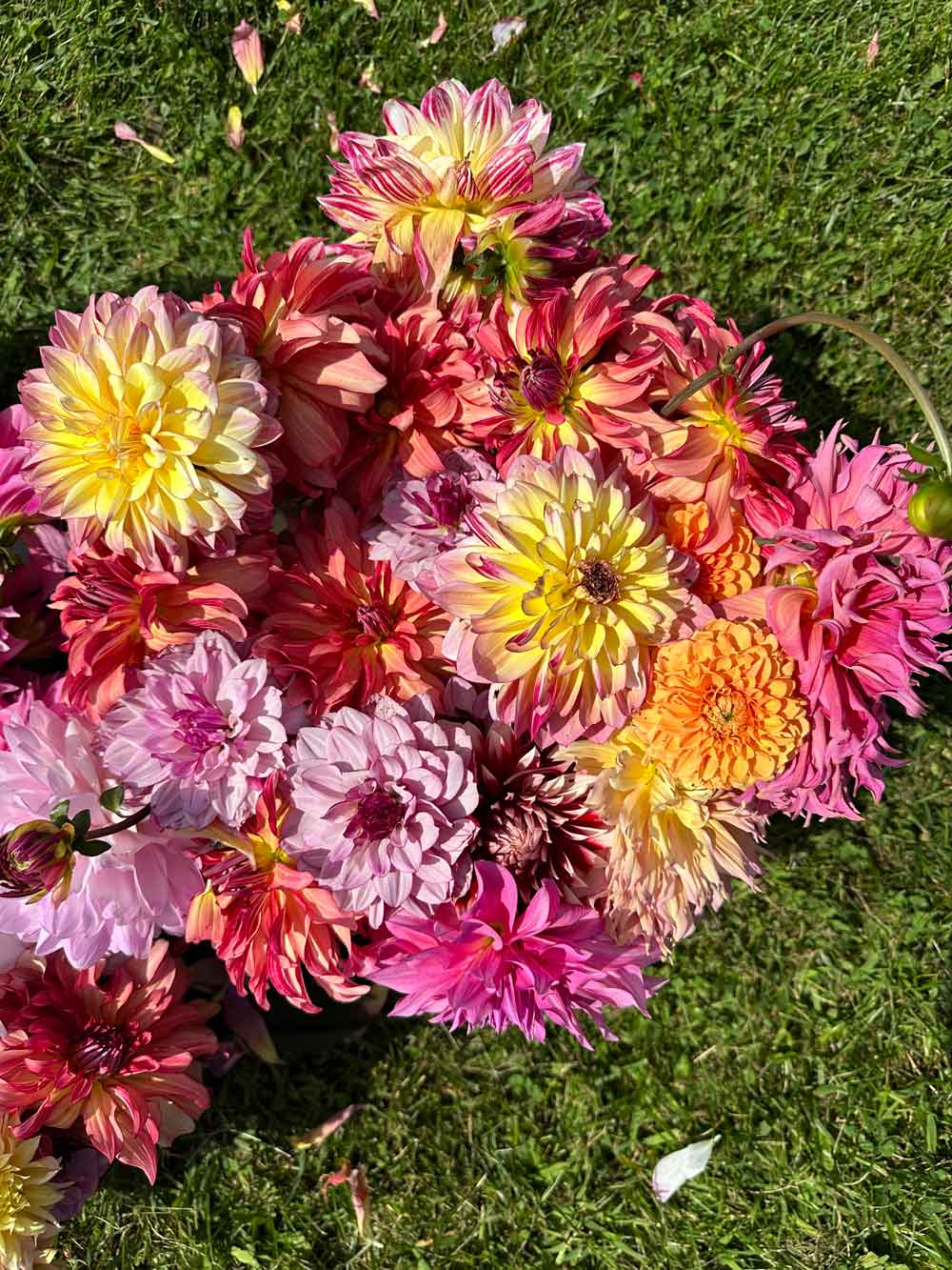 Dahlia harvest!