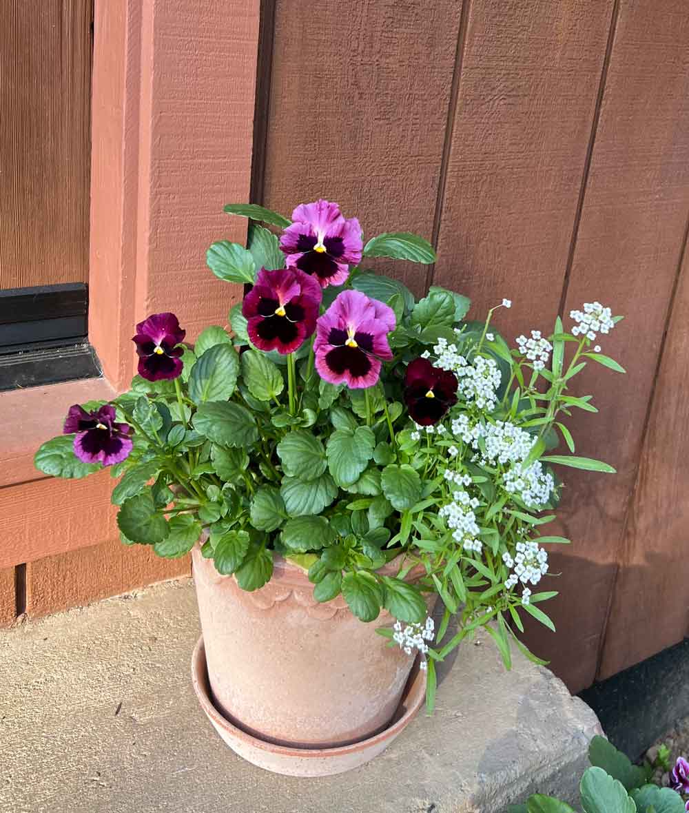 Giant Swiss Pansies and Tiny Tim Alyssum