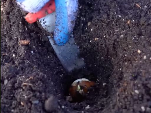 Planting Fall Bulbs: Do’s & Don’ts