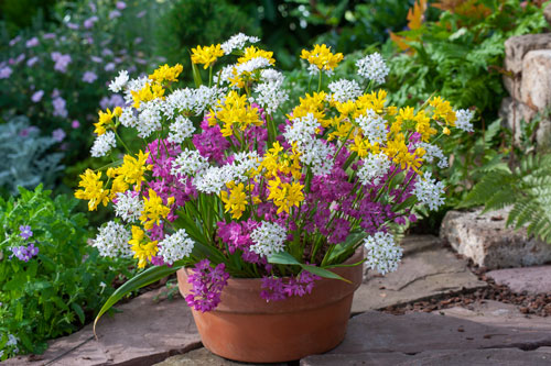 Wide shallow terra cotta pot with clusters of white, yellow, and purple allium blooms with a blurred garden of greens and flowers in the background.