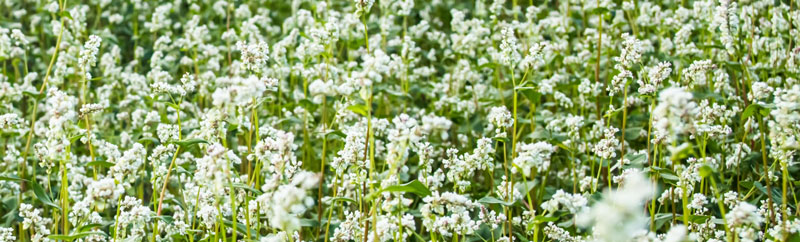 A field of Buckwheat used as a cover crop. Clusters of delicate white flowers on bright green stalks.