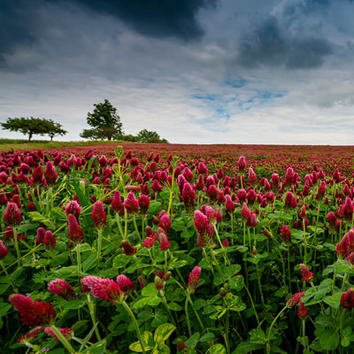 A long range view of a Crimson Clover cover crop. Deep reddish pink cone shaped blooms with lush green leaves and a moody, cloudy sky above with 3 bushy trees on the horizon line.