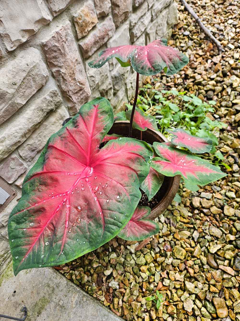 My caladiums are deer resistant