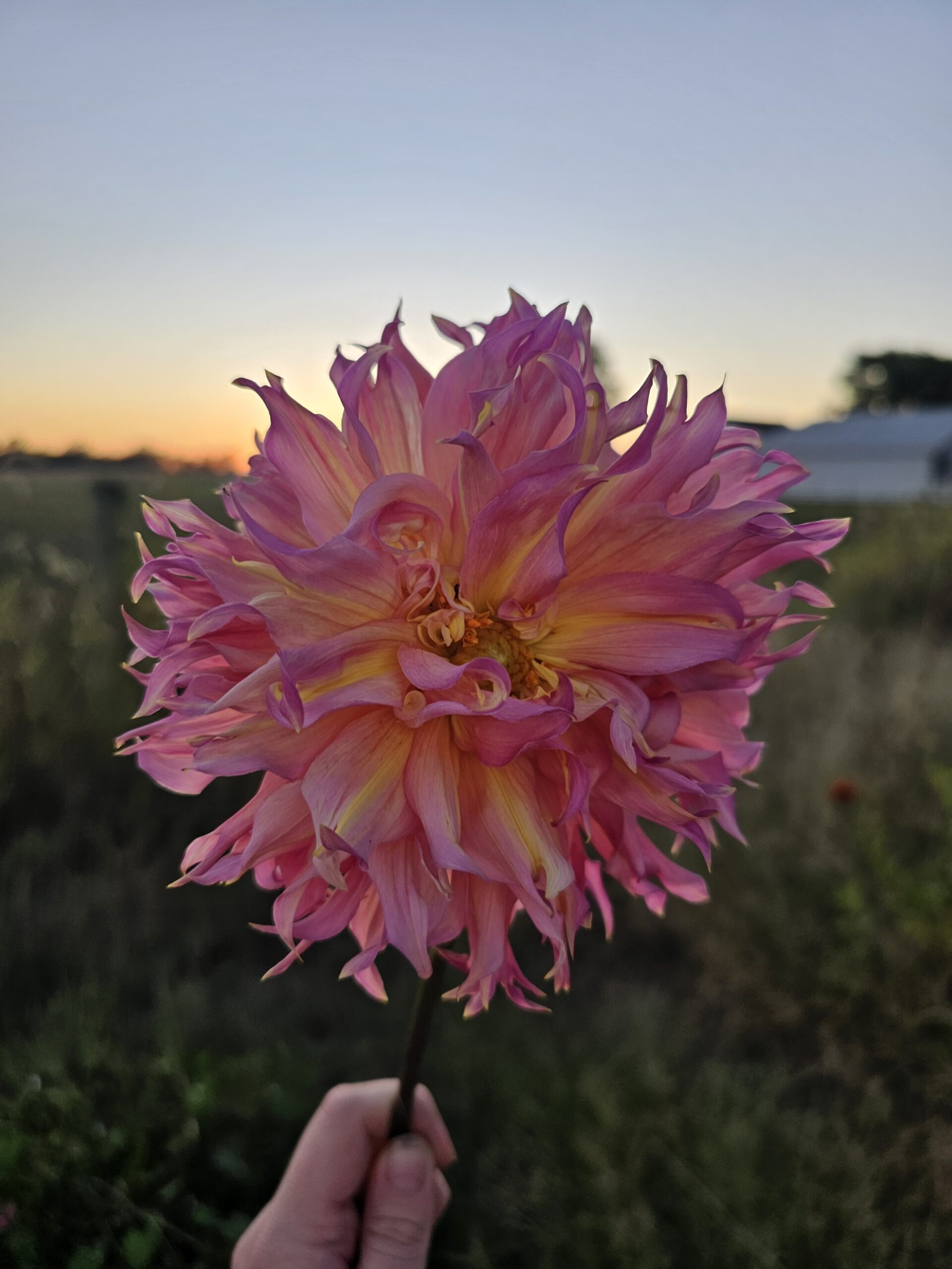 Labyrinth Dahlia at Sunset!