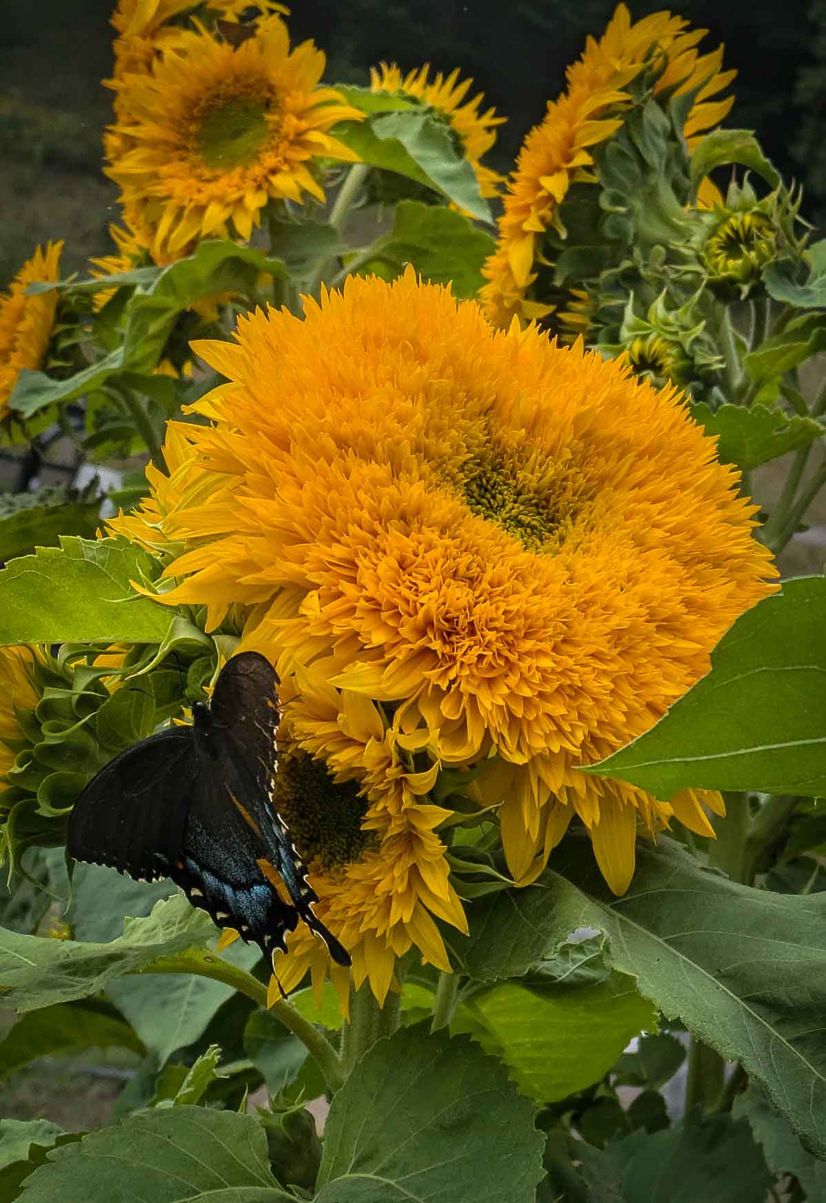 butterfly on sunflower