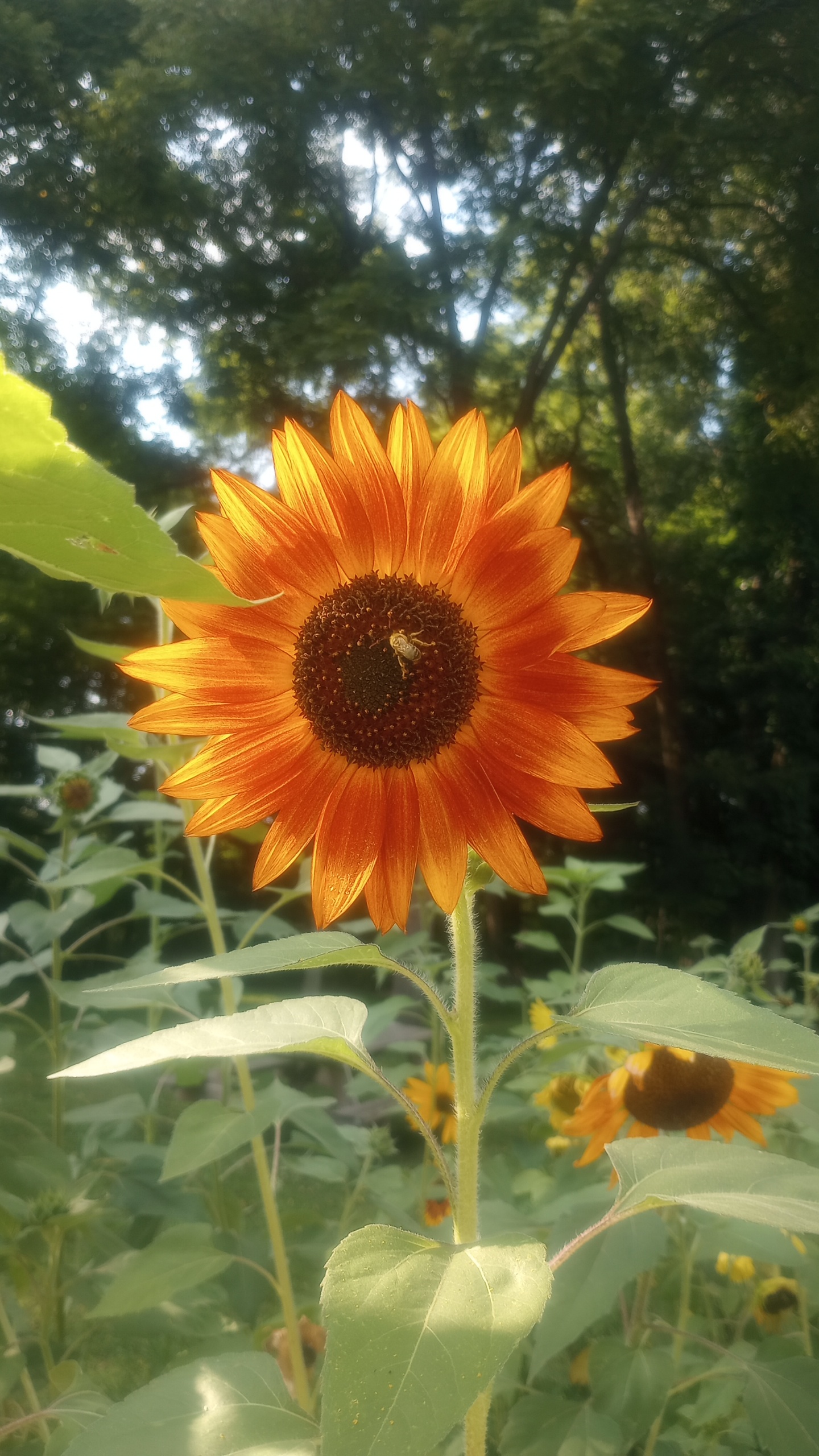 bee on sunflower