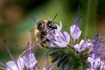 Close up of a lacy phacelia flower with delicate purple petals and dark purple stamens extending past the petals with a bee on the flower and a blurred green background.