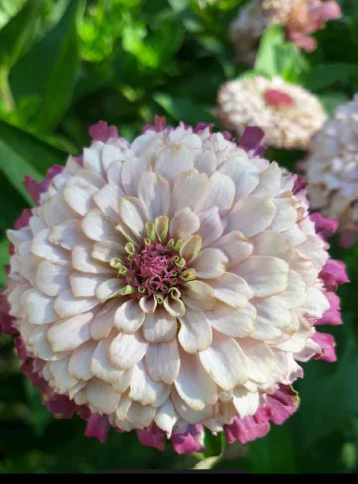 Zinnia