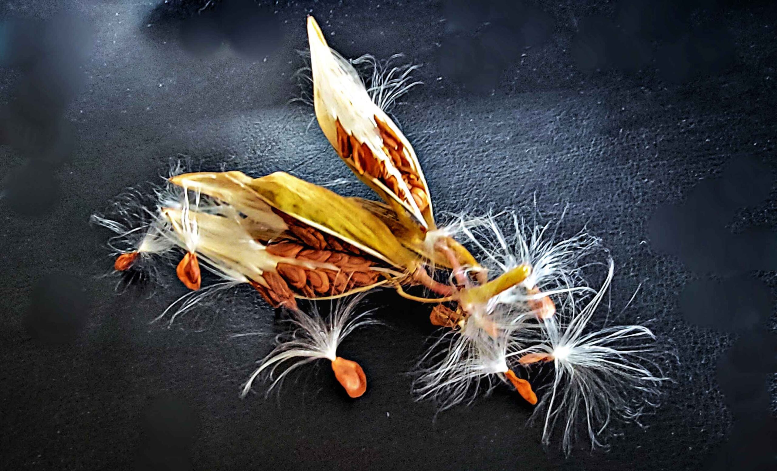 Milkweed seeds