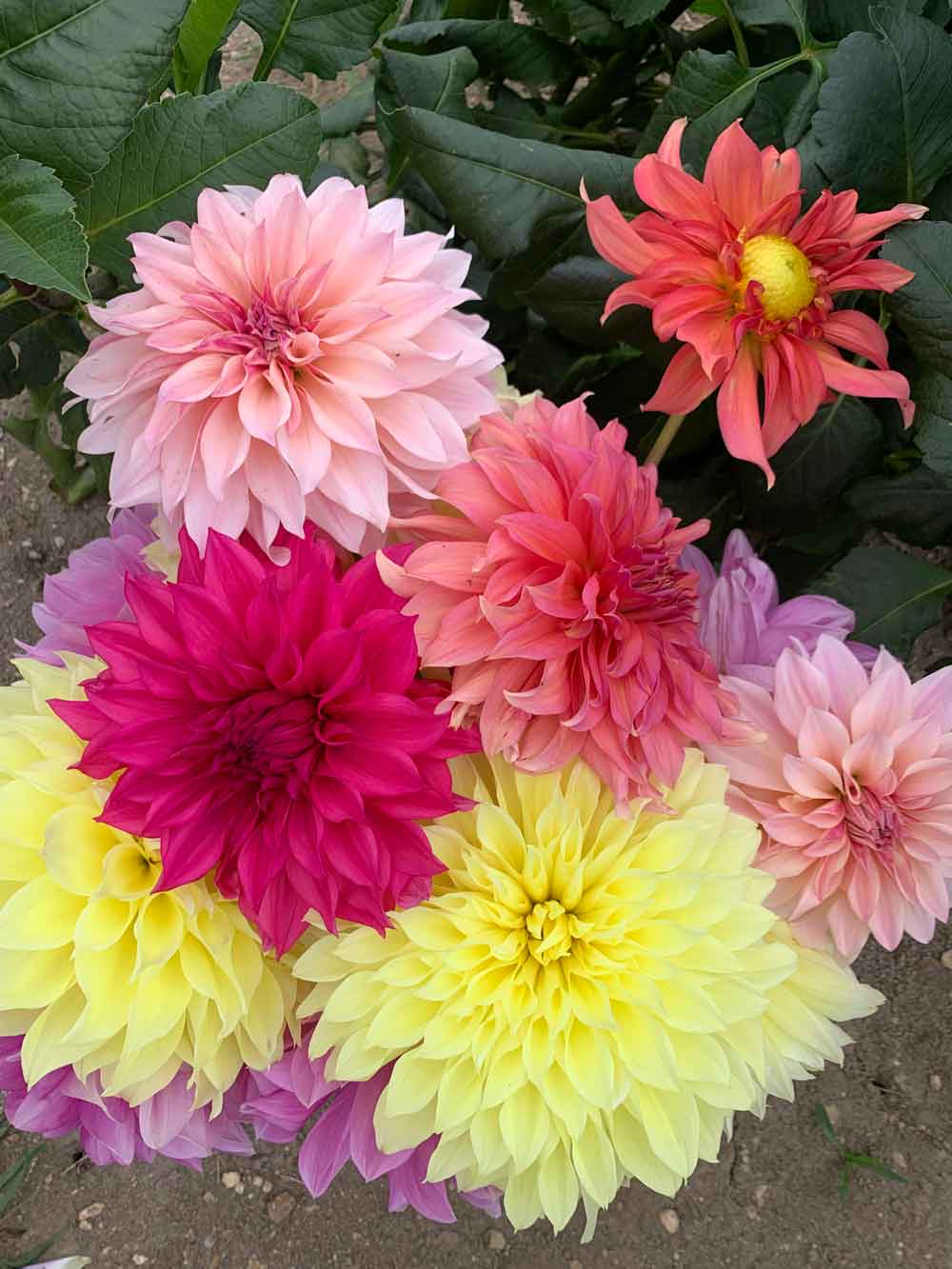 Gathering Dahlias before first hard freeze