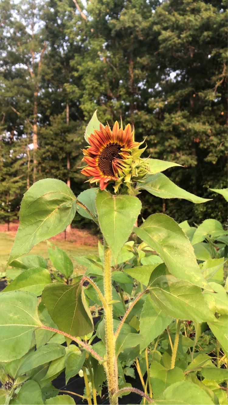 tall sunflower