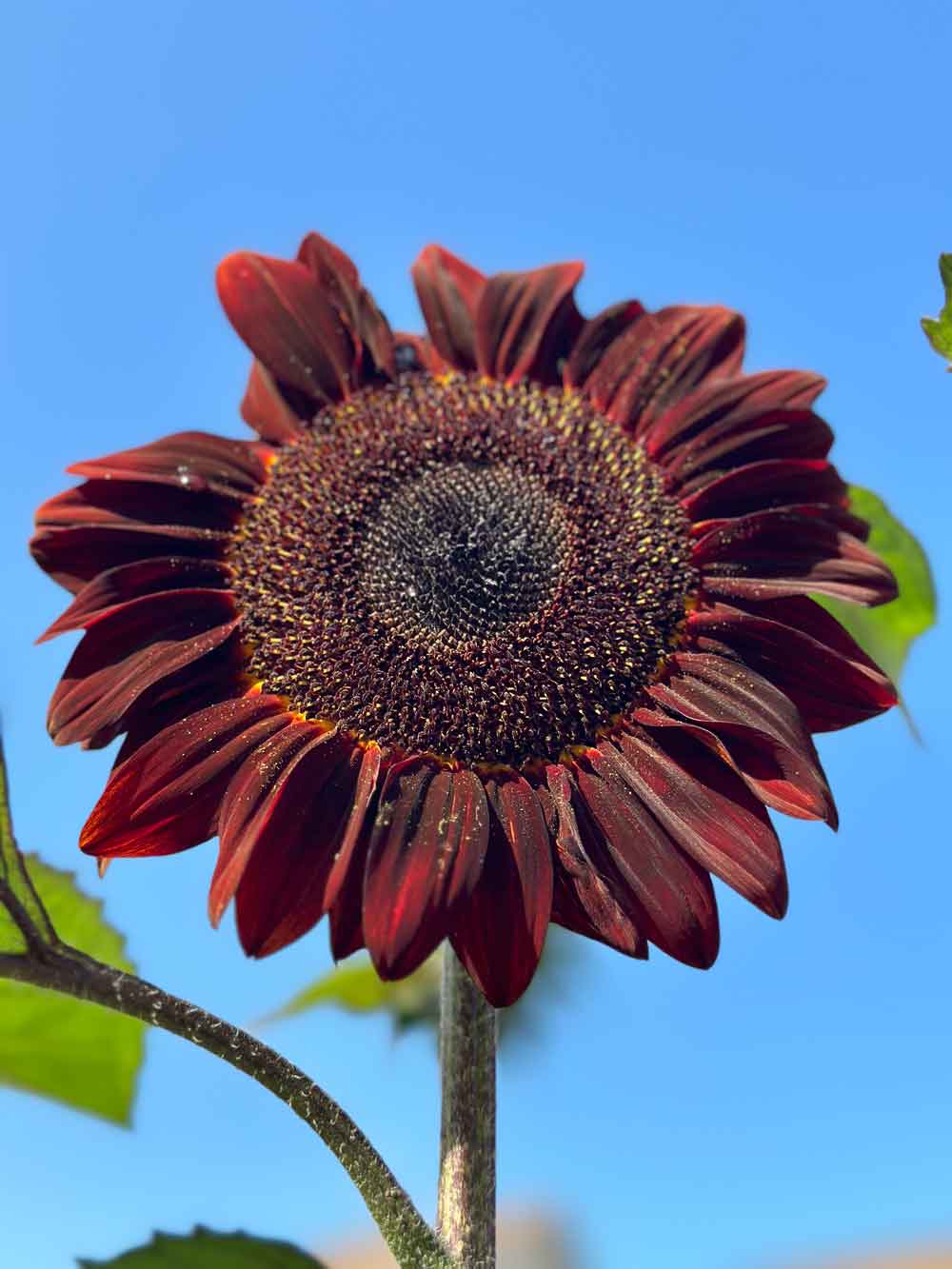 red sunflower